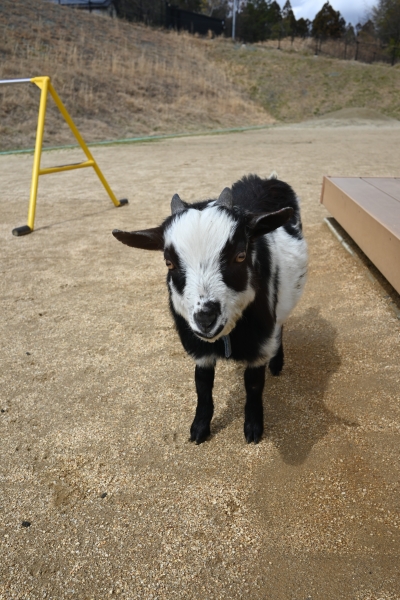 the goats are back.JPG